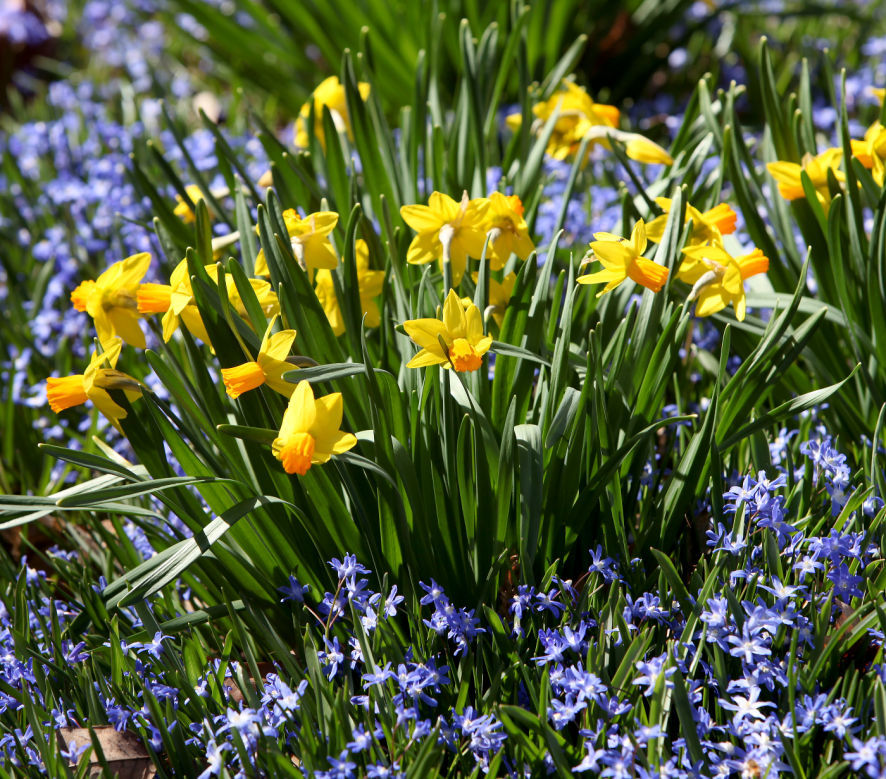 OLBRICH DAFFODILS