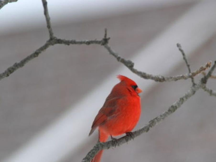 Gary Engberg Birds Always Need Your Help In The Winter Outdoors