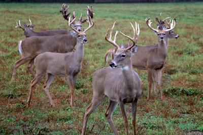 Wilderness Whitetails breeding farm