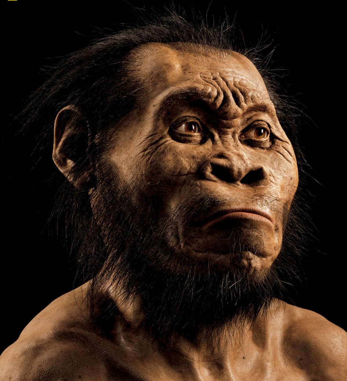 Homo naledi reconstruction