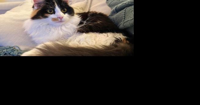 Madison cat is finalist for wackiest pet name - Vimarsana News