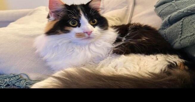 Madison cat is finalist for wackiest pet name