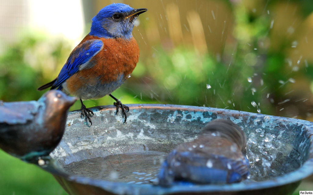 bird baths madison wi