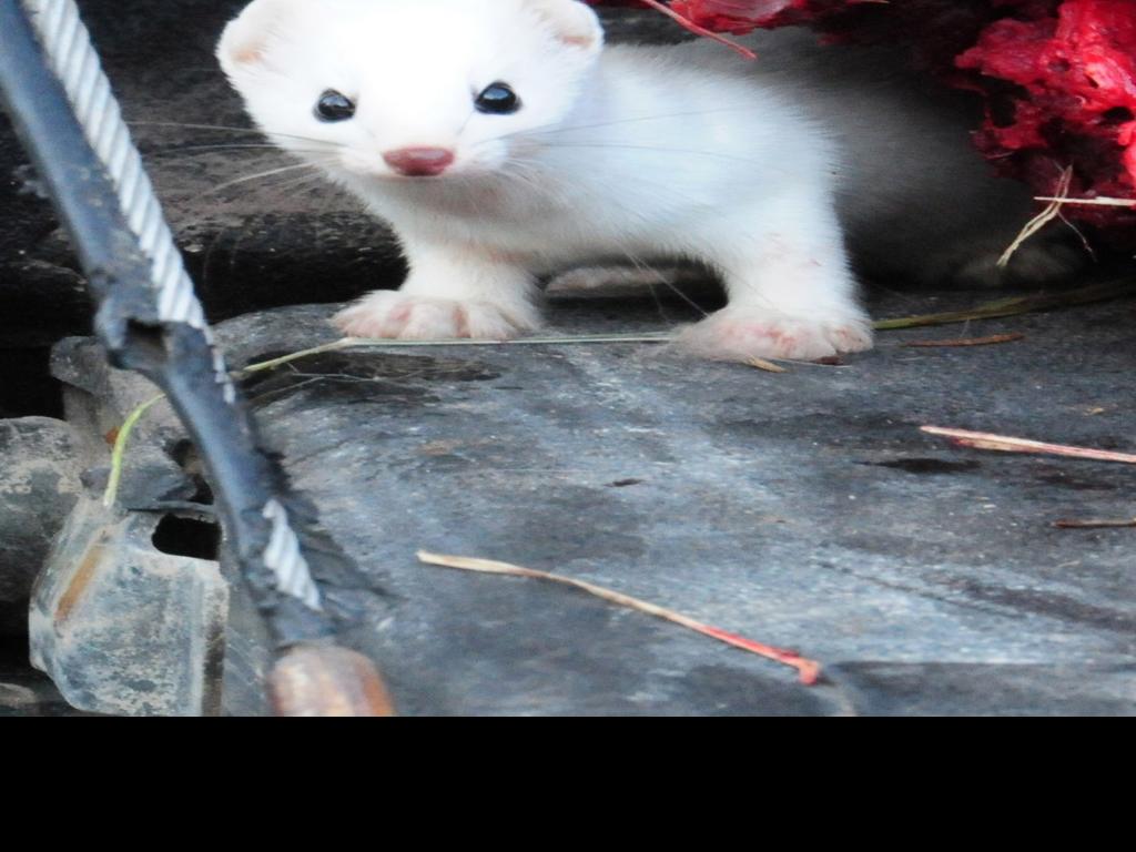 Patrick Durkin Weasel Gets In On The Spoils Of Deer Hunt Outdoors Madison Com