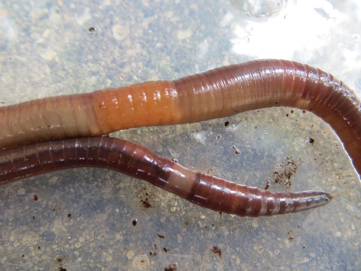 Jumping Worm