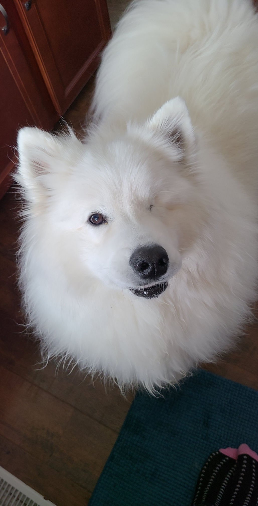 サモエド samoyed セーラーツイードジャケット ジャケット-