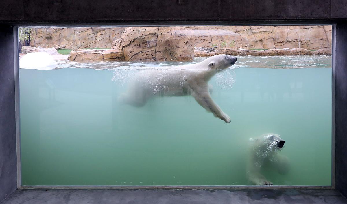 Another Angle On That Vilas Park >> Vilas Zoo Set To Open Arctic Passage Exhibit Local News Madison Com Another Angle On That Vilas Park >> Vilas Zoo Set To Open Arctic Passage Exhibit Local News Madison Com