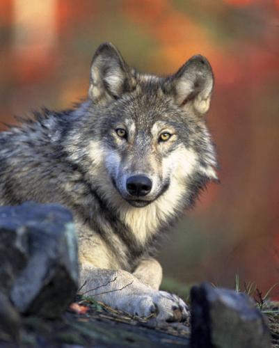 what dog hunts wolves