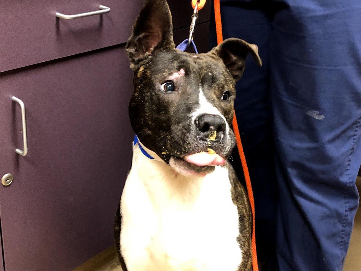 Racine man who beat 'screaming in pain' puppy with pole, pipe, fists