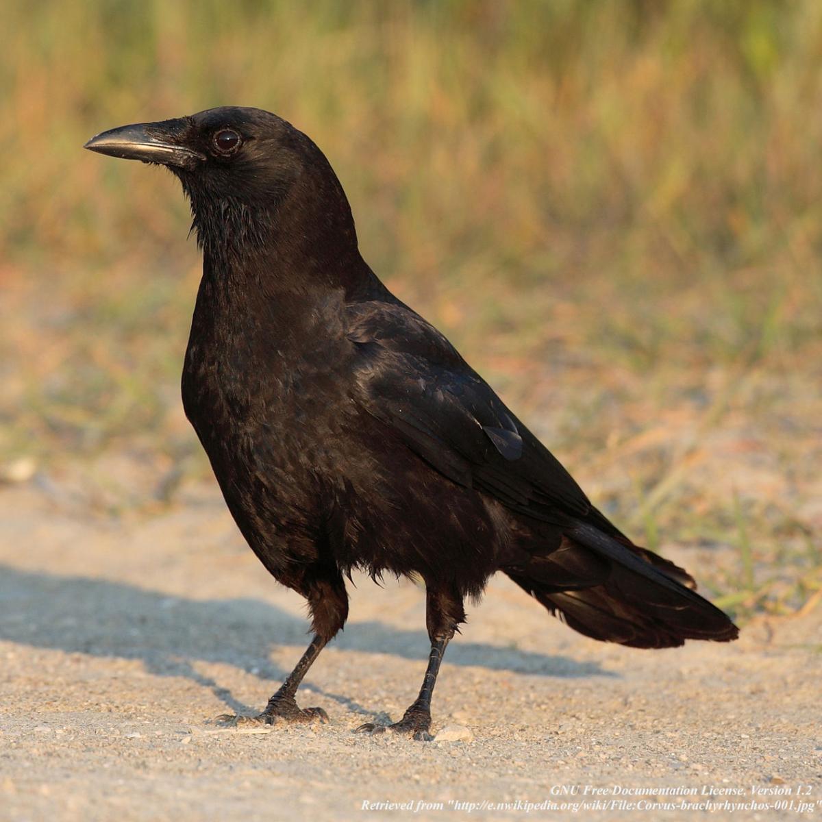 Gary Engberg Extend your hunting by pursuing crows