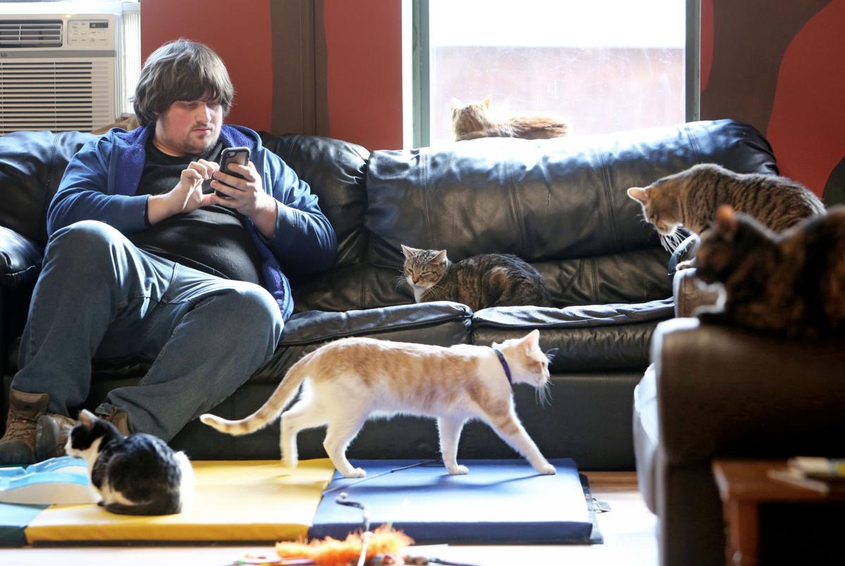  Cat  Cafe  Mad  expanding to survive Business News 