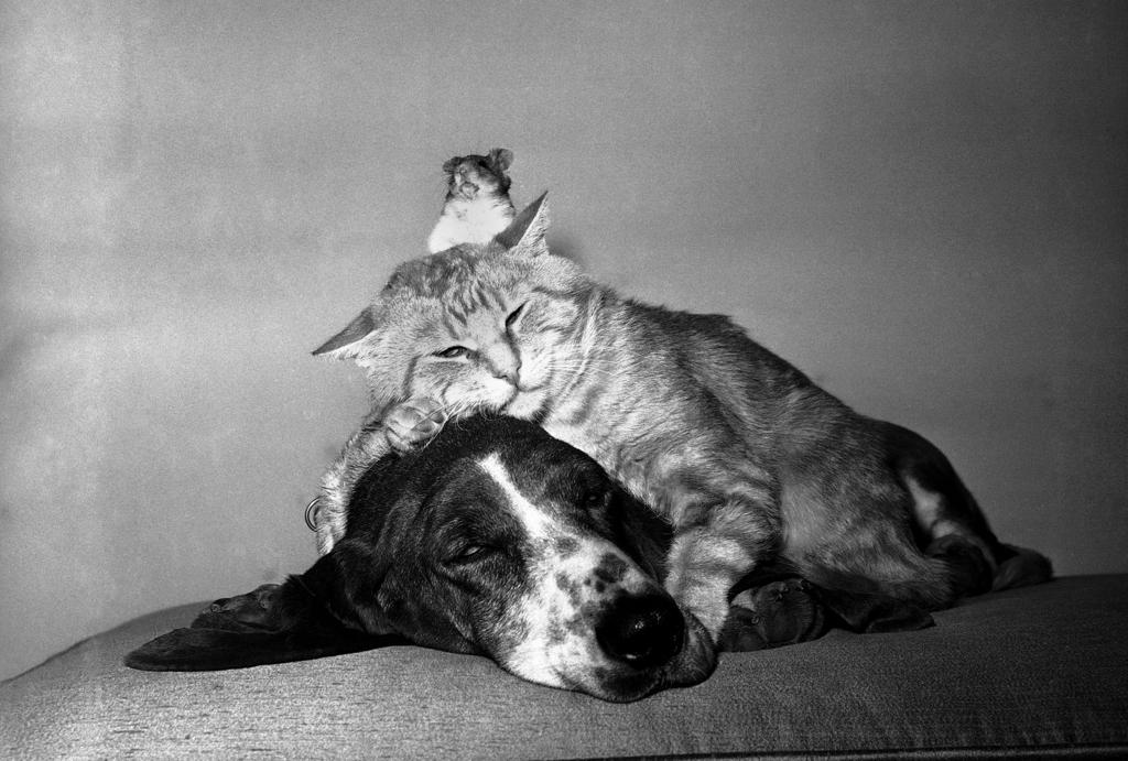 35 Photos Of Unlikely Animal Friendships Pets Madison Com