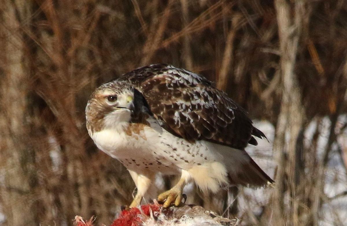 Janesville Company Manager Fined For Killing Red Tailed Hawks In Excess Of Permit Courts Madison Com