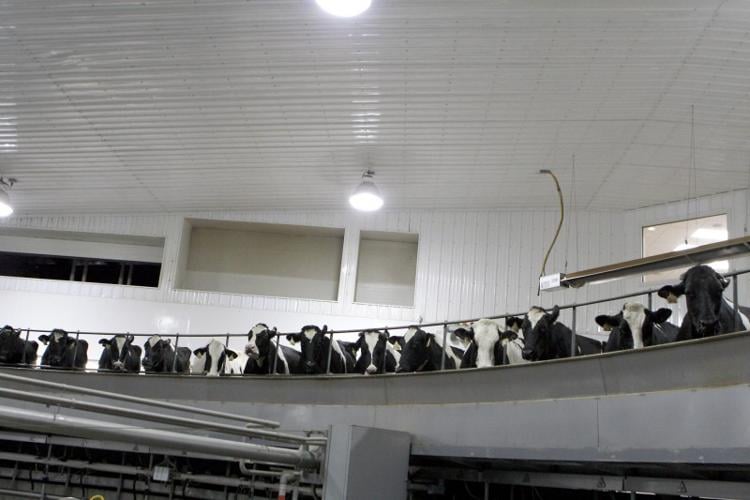 factory farm (Day 1) No. 11