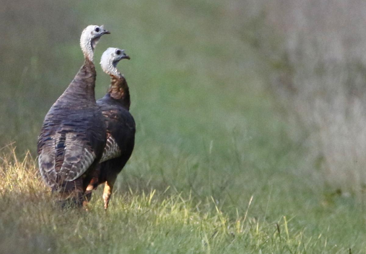 Jerry Davis Fall turkey season offers many options