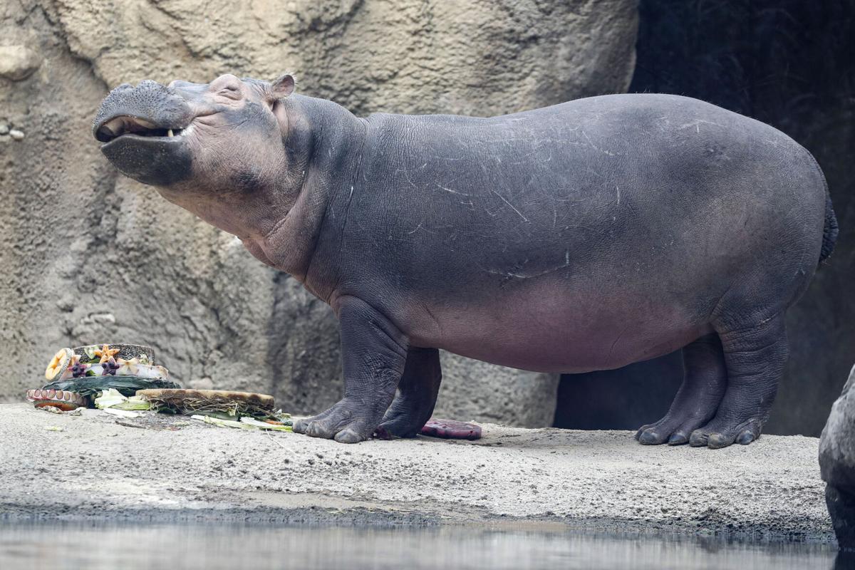 Professor Fiona? Famous baby hippo an educational force