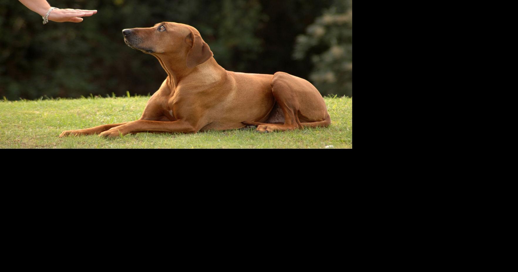 Family lovingly helps dog adjust to hearing loss