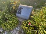 Homenagem a Elvis
