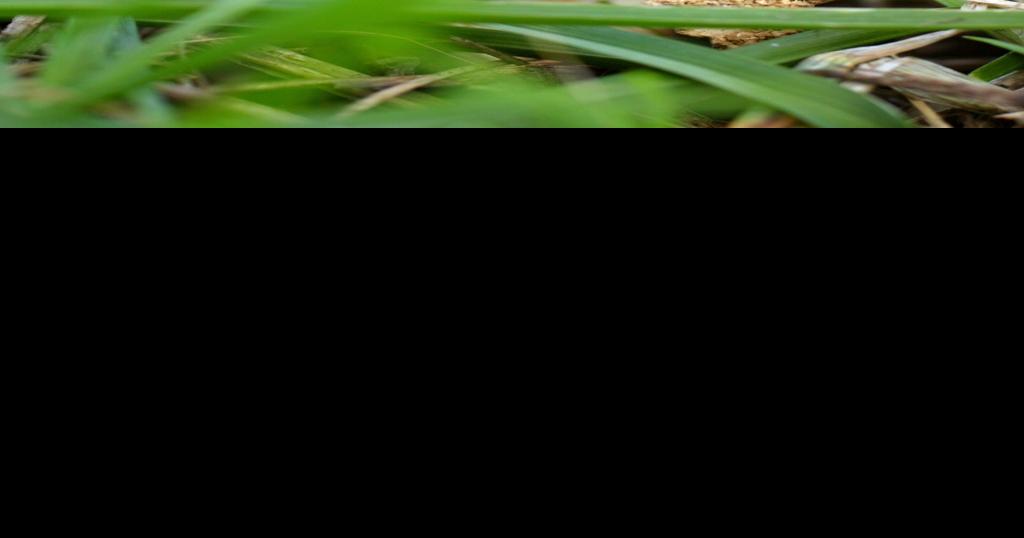 Outdoors Morels pop up