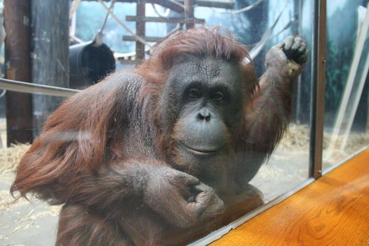 Baby orangutan coming to Vilas Zoo, could be born at end of May Baby orangutan coming to Vilas Zoo, could be born at end of May