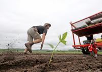 A hemp revival