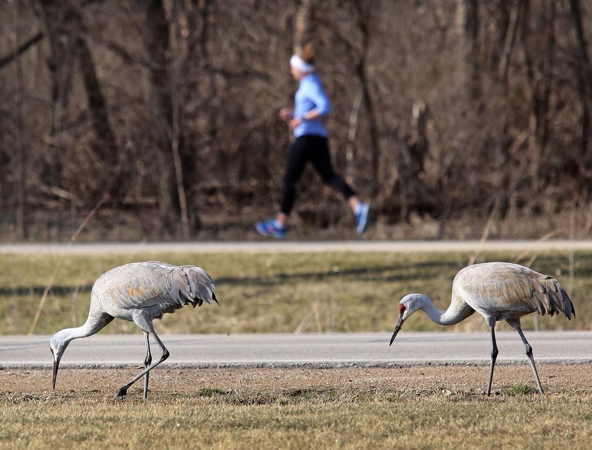 Sandhill Cranes Study Lake Wingra As >> Photos Our Favorite Feature Photos Of Year So Far Entertainment Sandhill Cranes Study Lake Wingra As >> Photos Our Favorite Feature Photos Of Year So Far Entertainment