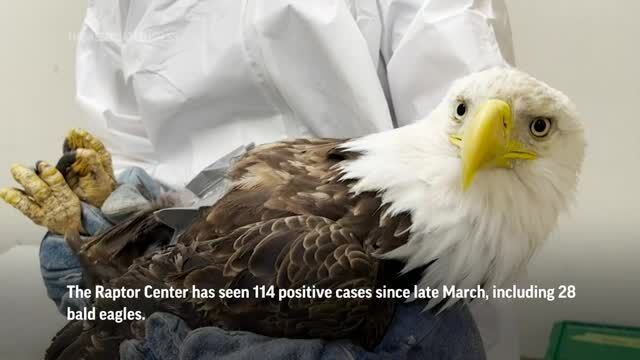 Bird flu is taking a toll on eagles, wild birds