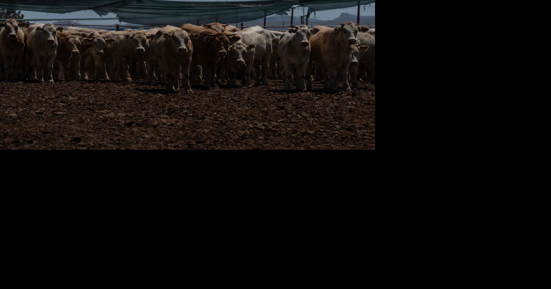 'It's a relief': How 100% inspections regulate Mexican cattle exports to US Jeff Abbott El Paso Times Aug 30, 2026 3 sec ago