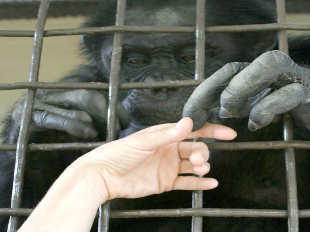 U S Wants To Restart Lab Testing Of Chimps As Science Cools