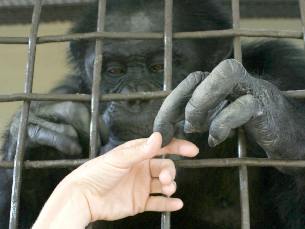 U S Wants To Restart Lab Testing Of Chimps As Science Cools