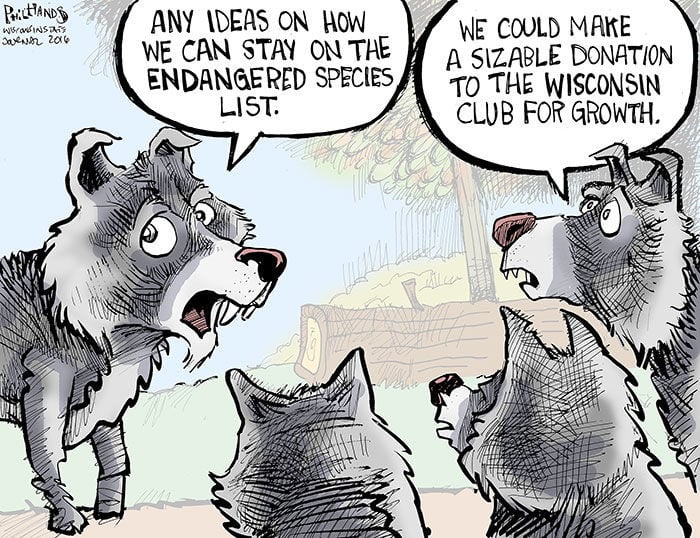 Hands on Wisconsin: Wolves devise a plan to stay on the endangered species  list