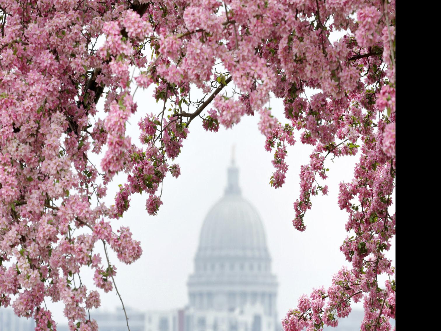 Just Ask Us When Can I Expect My Seasonal Pollen Allergies To