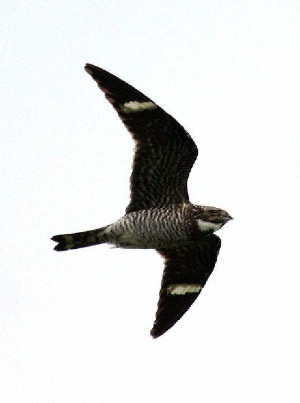 Patrick Durkin Nighthawks In Air Near Lake Michigan Outdoors Madison Com