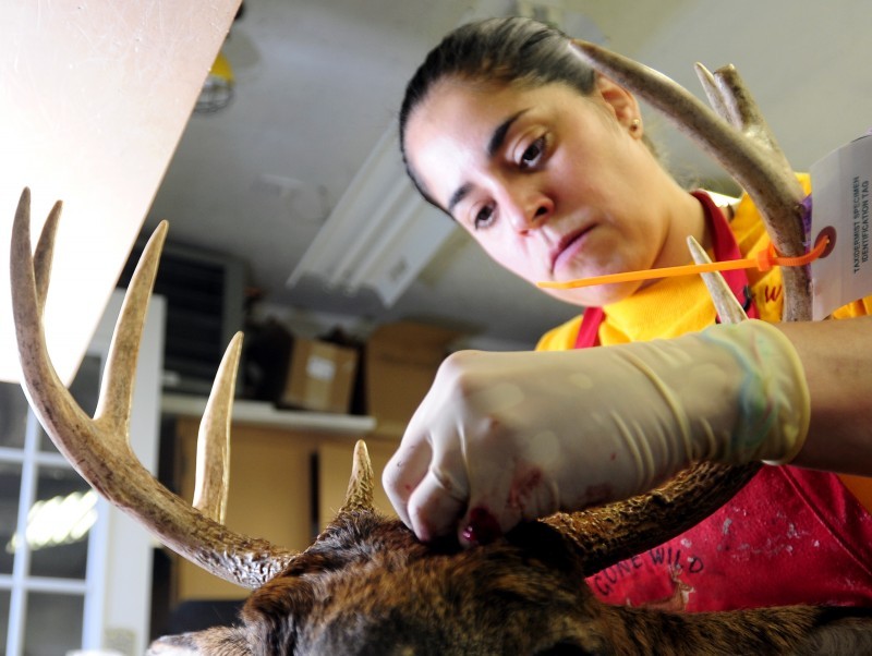 Whitetail Taxidermy Poses for Your Next Deer Mount - Realtree Camo