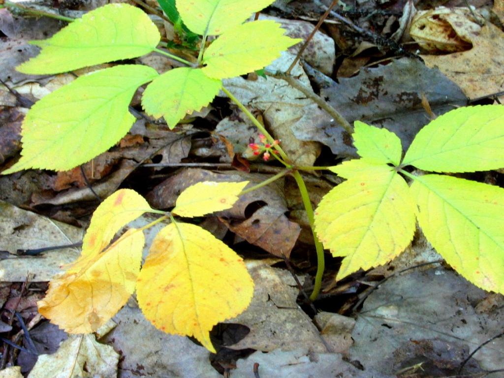 Fields And Forests Ginseng Digging Season Opens Sept 1 Outdoors Madison Com