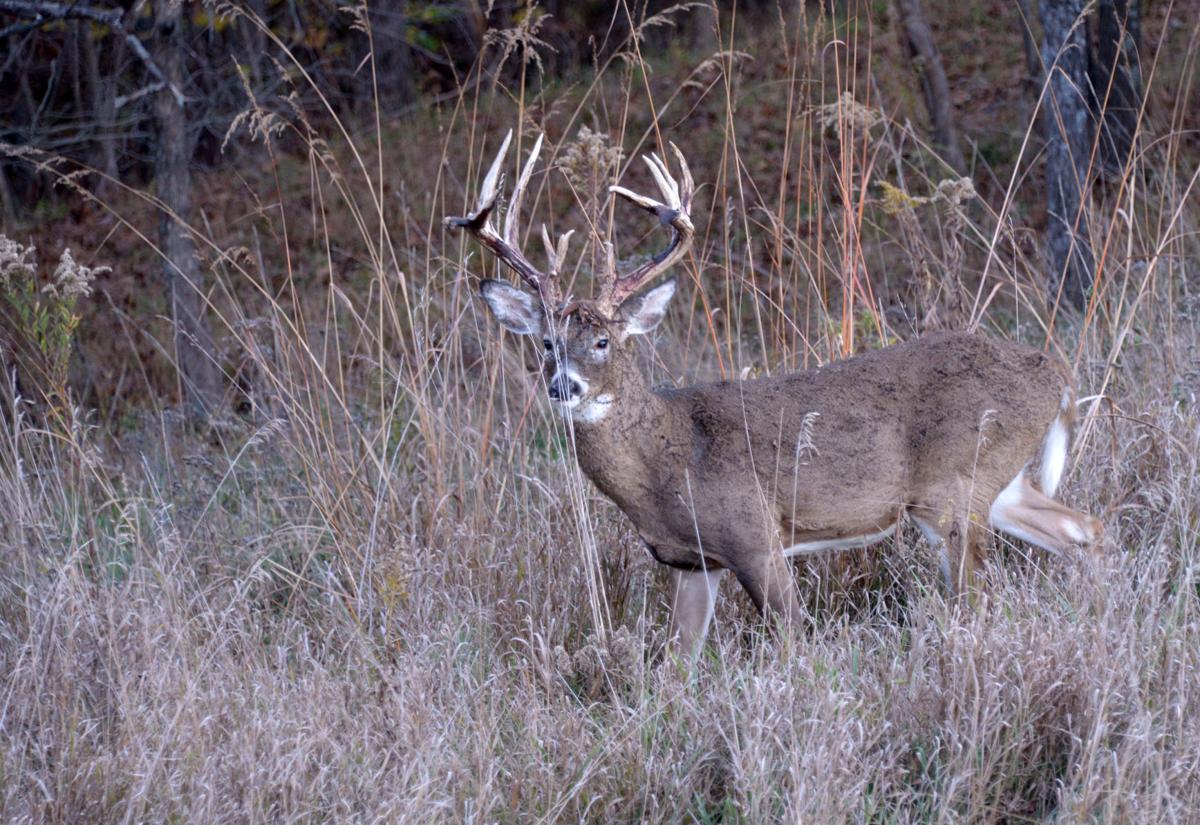 Deer