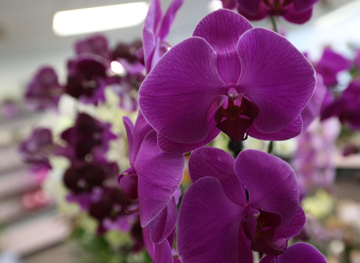 Photos Naly S Floral Shop Local News Madison Com