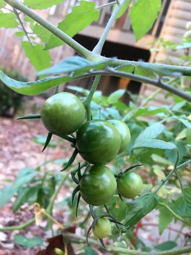 Green Tomatoes.jpg