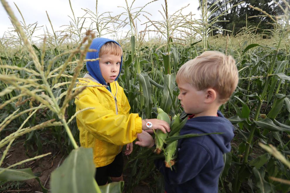 Photos Sweet corn harvest at Stoneman Family Farms