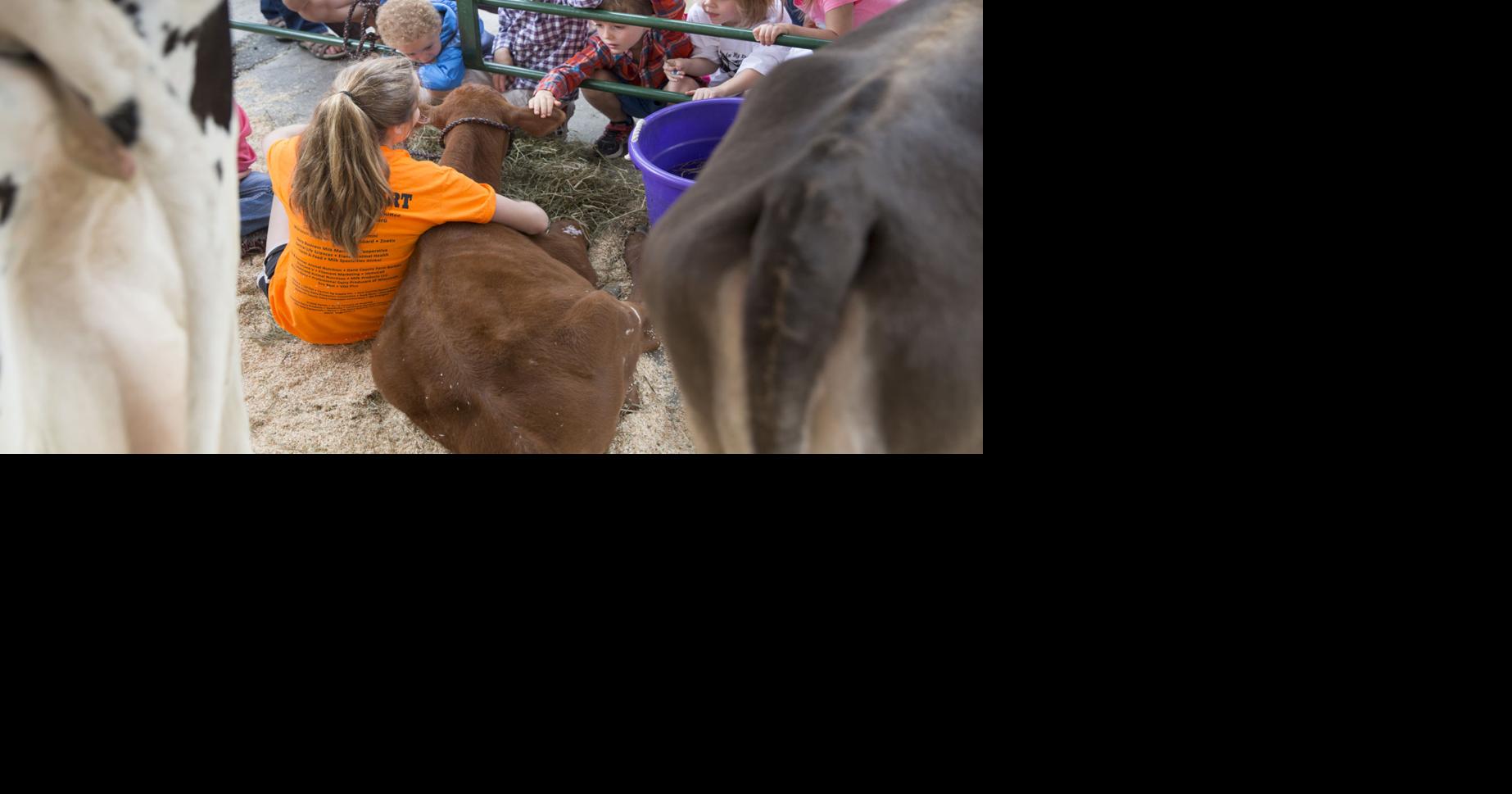 Cattle and consumers meet facetoface at Cows on the Concourse