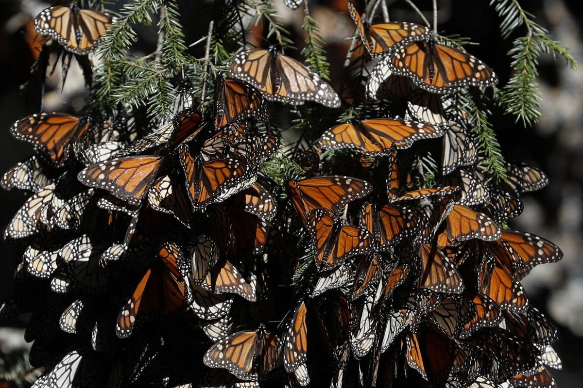 Monarch butterflies in California at critically low level for 2nd