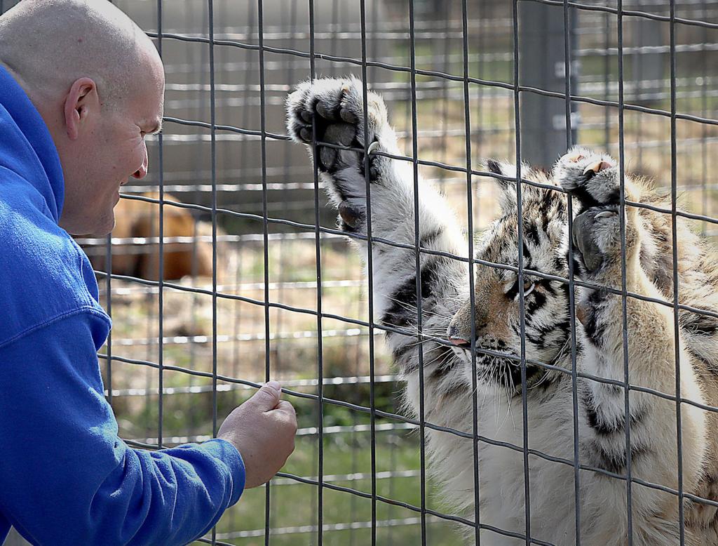 No Tiger King Drama At Wisconsin Big Cat Rescue In Rock Springs