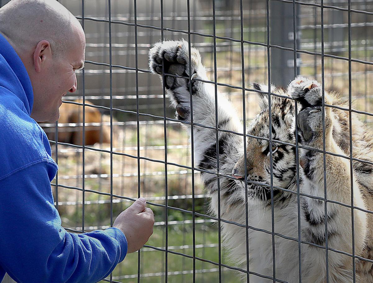 No Tiger King drama at Wisconsin Big Cat Rescue in Rock Springs Local