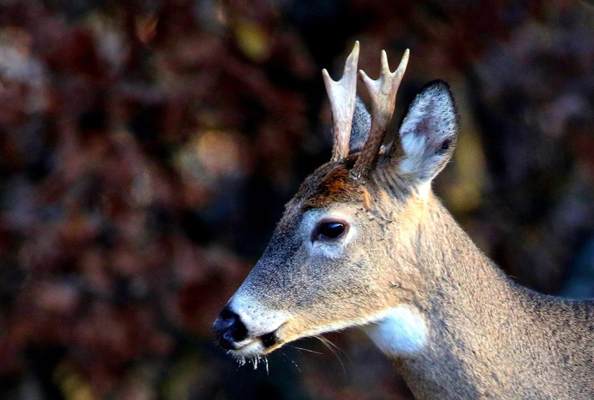 Jerry Davis Odd Antlers Really Quite Typical Outdoors Madison Com All weapons have unique properties relating to their attack power, elemental damage and various different looks. jerry davis odd antlers really quite