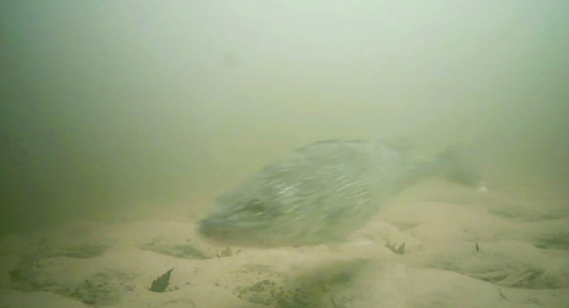 sturgeon camera underwater