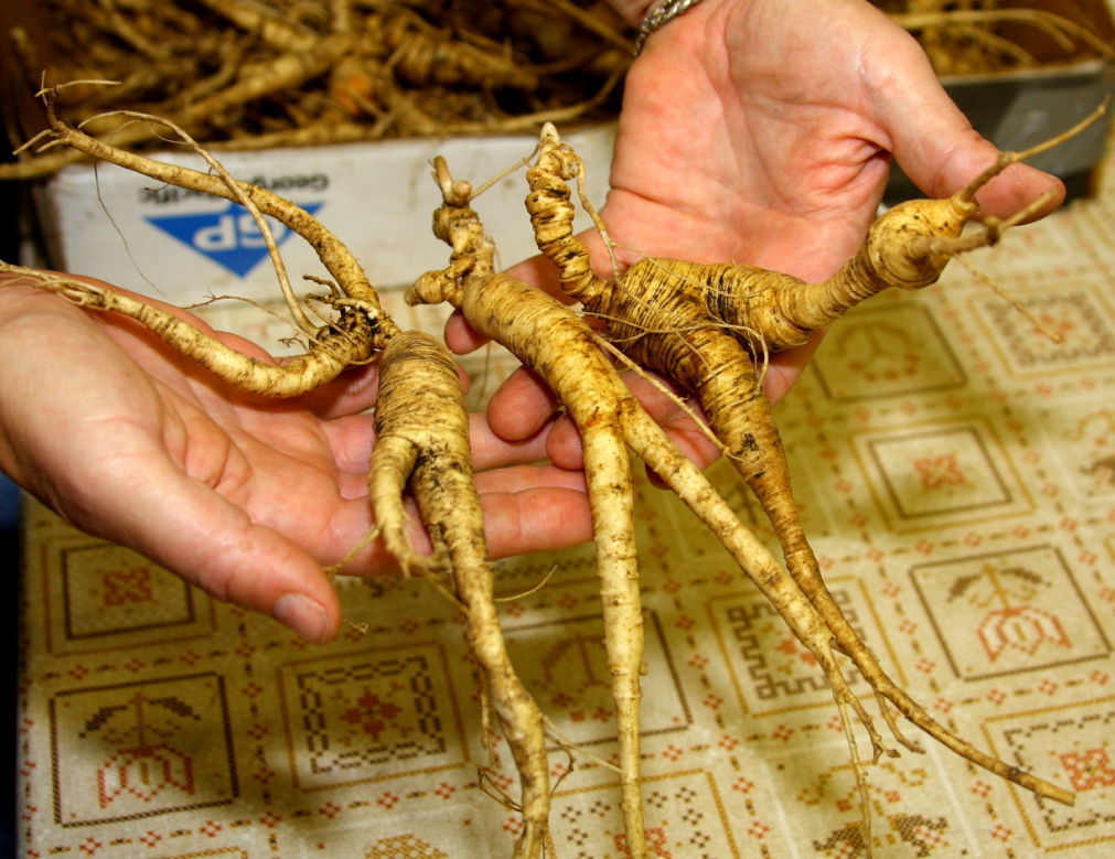 Jerry Davis Ginseng diggers hiking the hills