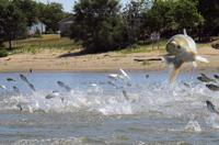 Asian Carp Great Lakes