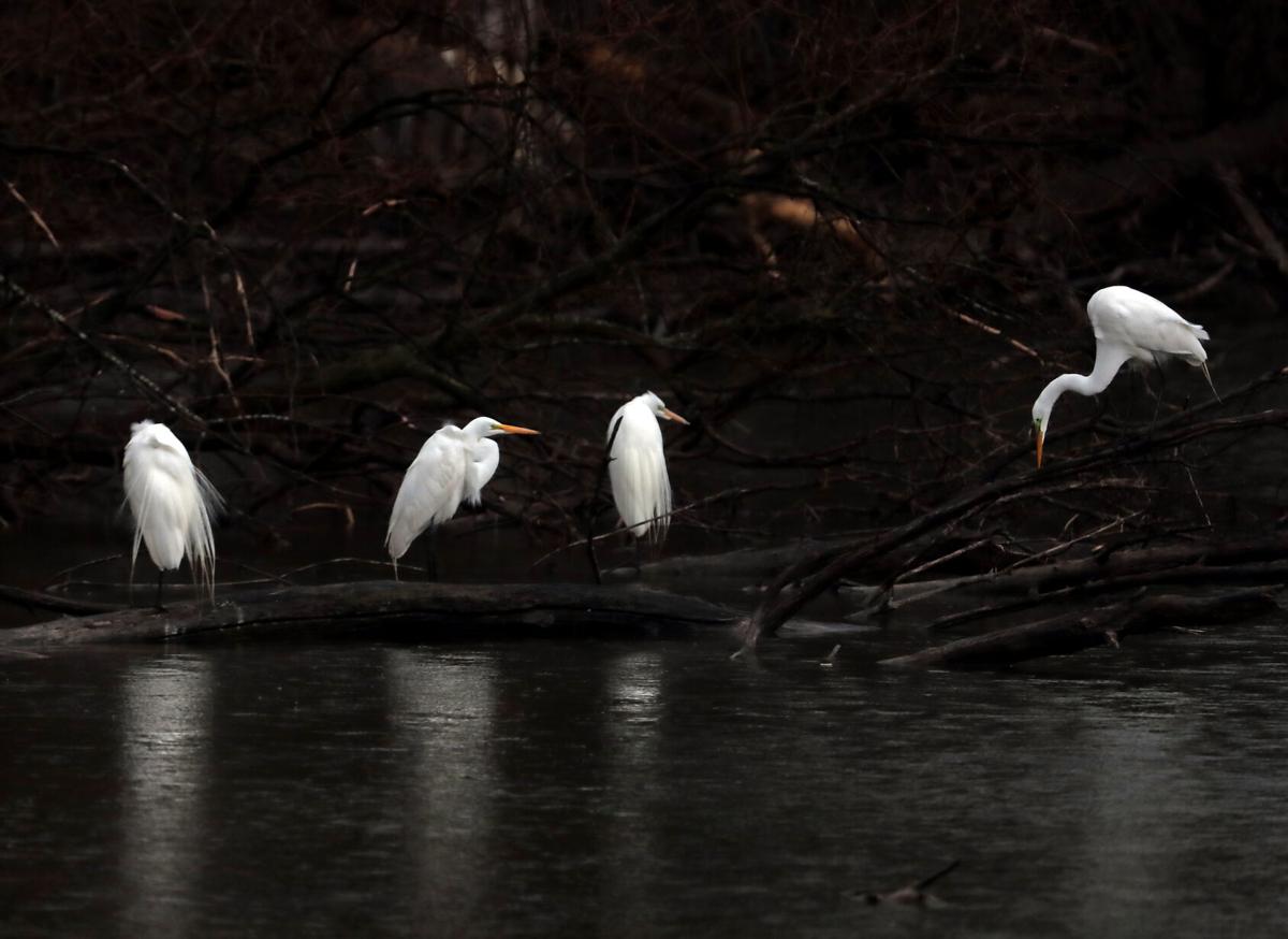 Egrets about the water
