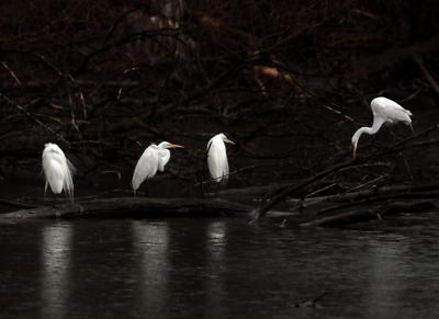 Egrets about the water