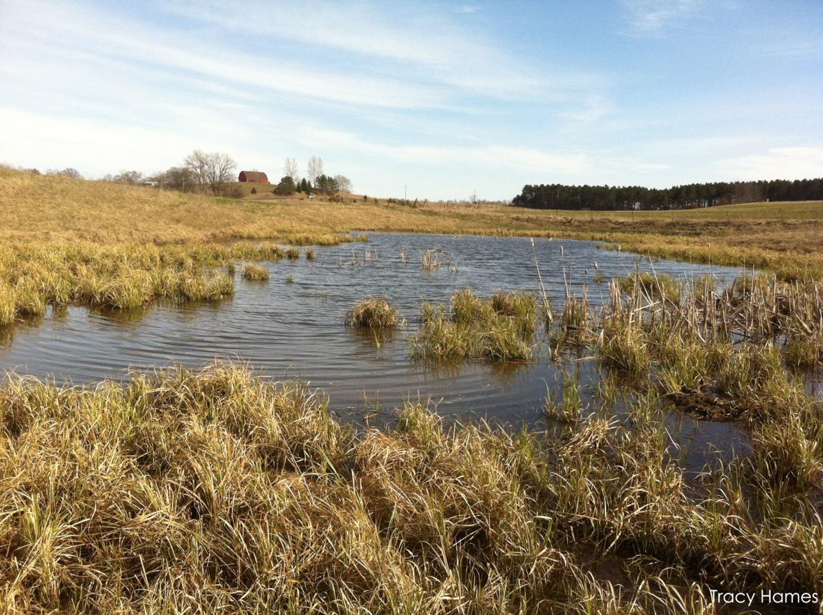Pothole wetland